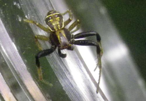 Réf. 231 279 : Xysticus ulmi